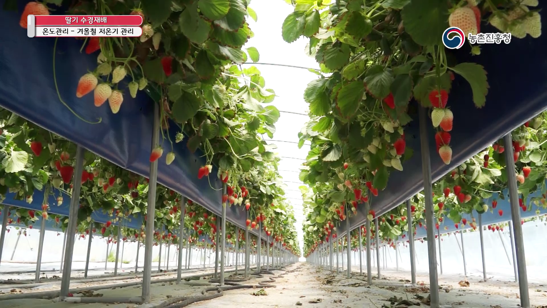 동영상 썸네일 이미지 :딸기 수경재배