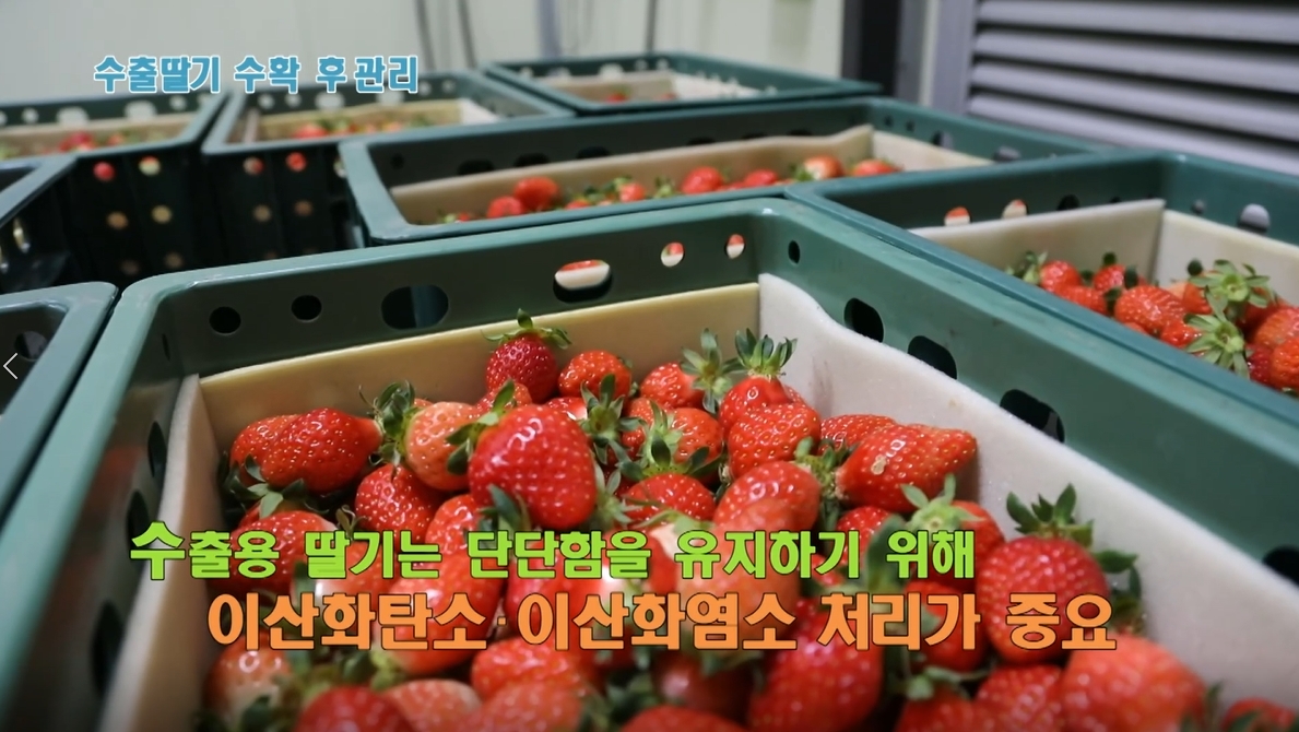 동영상 썸네일 이미지 :수출 딸기 수확 후 관리