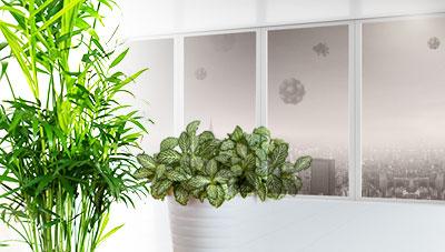 미세 먼지 먹는  천연 공기청정기 초록잎 식물 키우세요