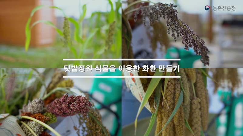 동영상 썸네일 이미지 :텃밭정원 식물을 이용한 화환만들기(住)