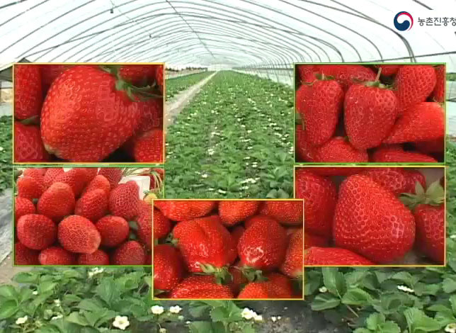 동영상 썸네일 이미지 :딸기 주요품종 특성