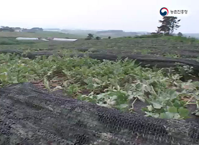 동영상 썸네일 이미지 :수박재배지 토양관리