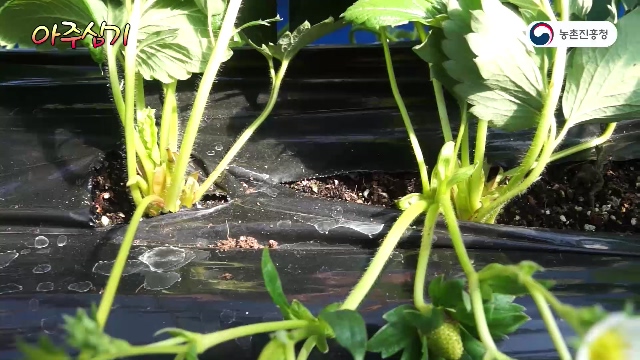 동영상 썸네일 이미지 :딸기 키높은 수경재배 