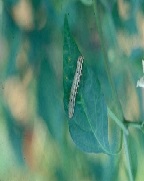 담배거세미나방