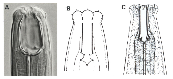 Nematoda