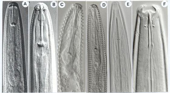 Nematoda
