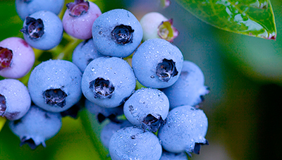 고품질 블루베리 재배기술 이미지