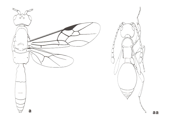 Hymenoptera