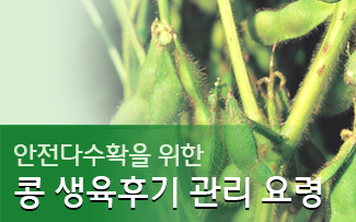 안전다수확을 위한 콩 생육후기 관리 요령 이미지