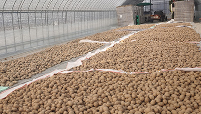 봄 감자 안정재배를 위한 씨감자 관리 요령 이미지