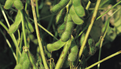 콩알 여무는 시기, 콩 재배·병해충 관리기술 이미지