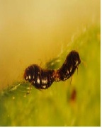 깨알반날개류 성충(좌-암컷, 우-수컷)