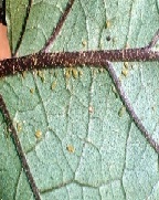 조팝나무진딧물