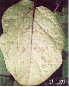잎곰팡이병