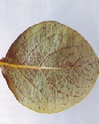 모무늬낙엽병