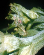 감자수염진딧물