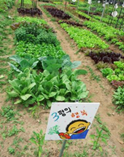 10㎡의 텃밭