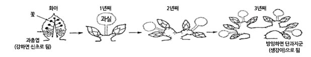 연차별 배나무 단과지(꽃눈)의 변화 과정성