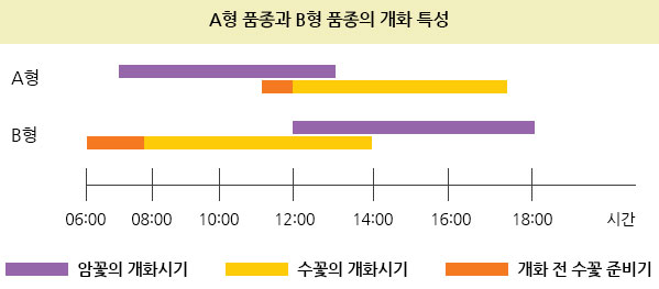 A형 품종과 B형 품종의 개화 특성-암꽃의 개화시기, 수꽃의 개화시기, 개화 전 수꽃 준비기를 06:00부터 18:00까지 분류하여 나타낸 그래프