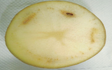 감자 유관 속 갈색화 증상