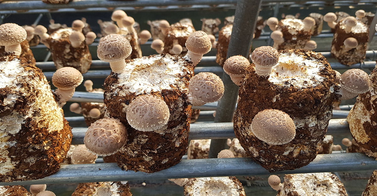 원형배지 버섯재배 사진