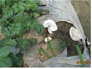 감자 두둑에 버섯이 발생