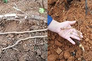 뿌리의 흰 균사(좌)와 포자 덩이(우)