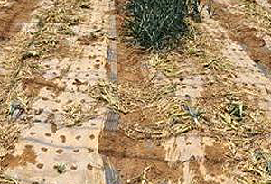 비닐하우스 내 양파의 수확 상태 사진
