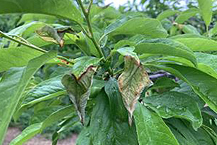 약해 초기 잎(약흔) 사진