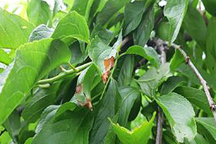 잎 선단 고사(갈변, 부서짐 5.18) 사진