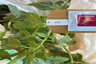 바이러스 피해주 진단 키트 조사(장수군농업기술센터) 사진