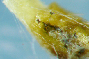 Curvularia sp. 사진
