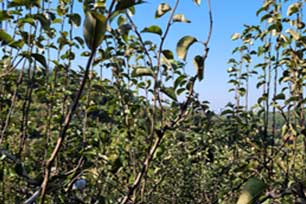 신고 품종 50% 낙엽(10.25) 사진