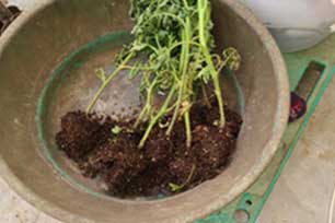 토마토 고사주 교체 사진