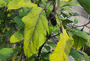 가지 하엽 황화 피해 사진