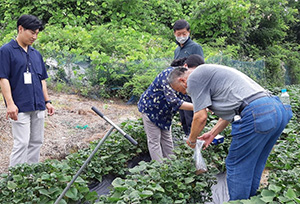 고구마 생육불량 증상 현장 조사 사진