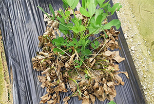 이상증상 땅콩 뿌리·잎·줄기 피해2 사진