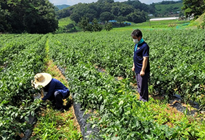 토양전기 전도도, 수분함량, 유효토심 조사, 뿌리생육상황, 병해발생 검토 사진