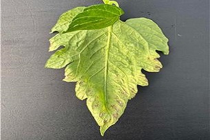 잎 가장자리 이상증상