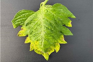 잎 가장자리 이상증상
