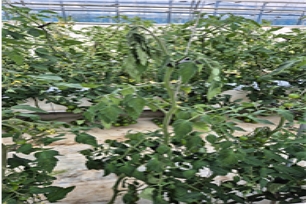 토마토 시들음 증상