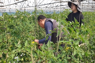 시료 채취 및 병해 분석
