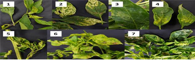 1. BBWV2 (Broad bean wilt virus). 2. CMV (Cucumber mosaic virus), 3. TSWV (Tomato spotted wilt virus), 4. PMMoV (Pepper mild mottle virus), 5. PepMoV (Pepper mottle virus), 6. PVY (Potato potyvirus Y), 7. BWYV (Beet western yellows virus)