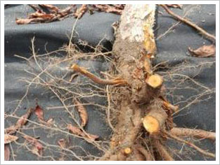 뿌리 목질부 피해상태 (남두선 농가)