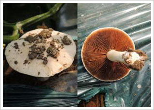 오이재배 밭에서 발생된 버섯의 형태