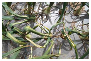 조생종양파 잎 황화 및 위축 증상