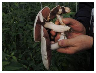 고추재배 포장에서 채취한 버섯