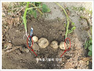 감자 땅속줄기 및 괴경 발육상태