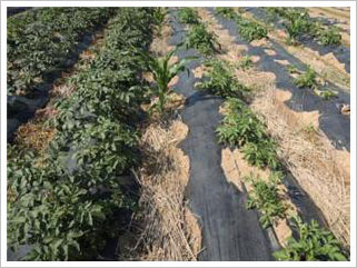 김◯◯ 농가의 감자재배 포장 전경