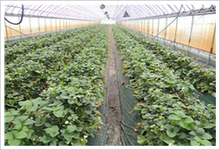 인근 딸기재배 농가 포장의 생육상태